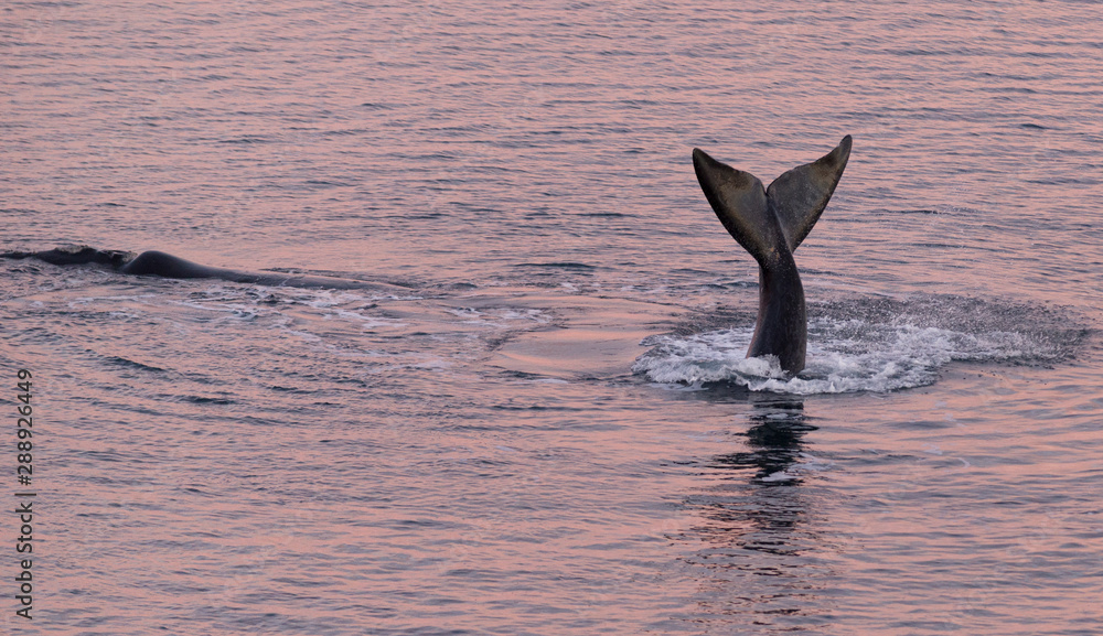 Fototapeta premium Southern Right Whale Tail in Peninsula Valdes. Puerto Madryn, Argentina.