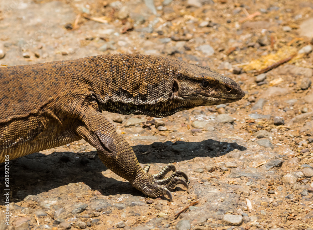 Beautiful but dangerous creature of nature - The Monitor Lizard at Jim corbett national park Beautiful but dangerous creature of nature - The Monitor Lizard at Jim corbett national park