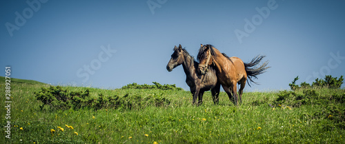 Two horse in love galloping on mountain environment © guruXOX
