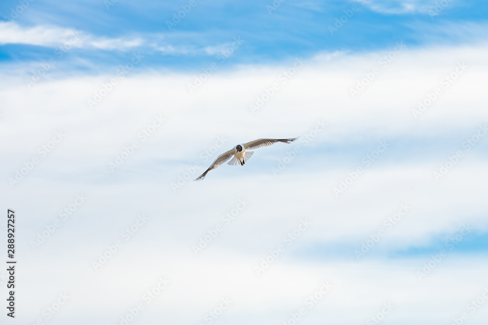 Obraz premium Flying seagull over cloudy blue sky, natural image for summer holiday concept,