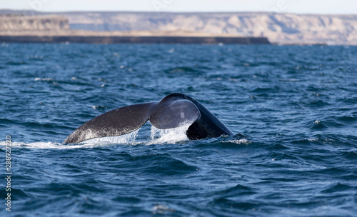 Southern Right Whale Tail in Peninsula Valdes. Puerto Madryn  Argentina.