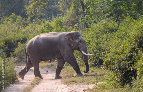 Big Tusker (Male) Crossing the road at Jim Corbett National Park