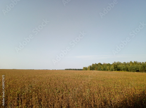 field and blue sky