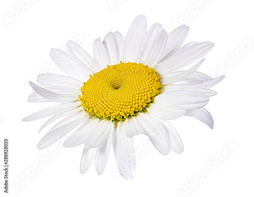 chamomile flower isolated with clipping path © ilietus