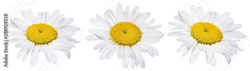 chamomile flower isolated with clipping path