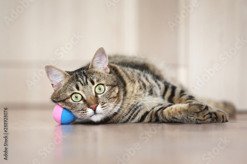 Beautiful cat with ball toy lying on the floor © 5second