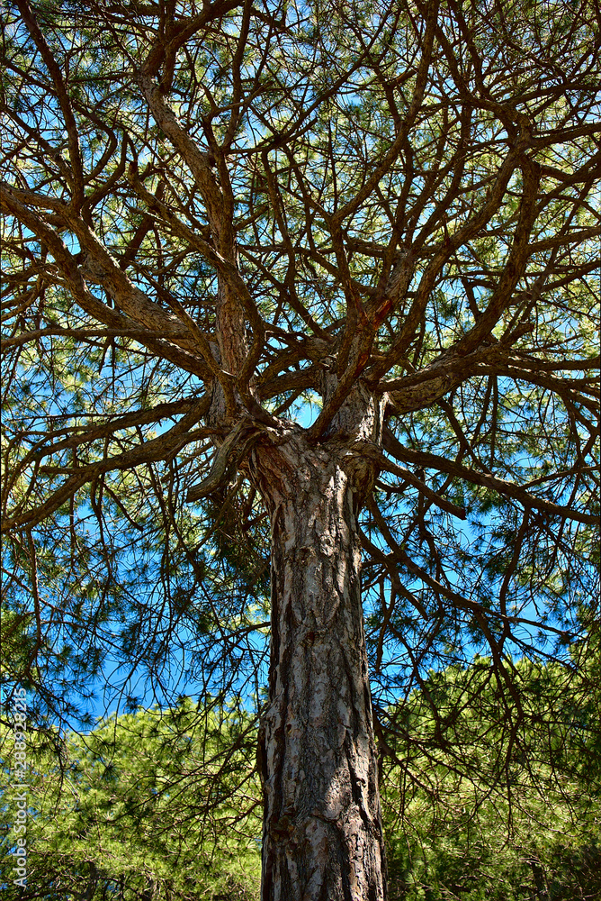 Fototapeta premium Tree branches seen from below