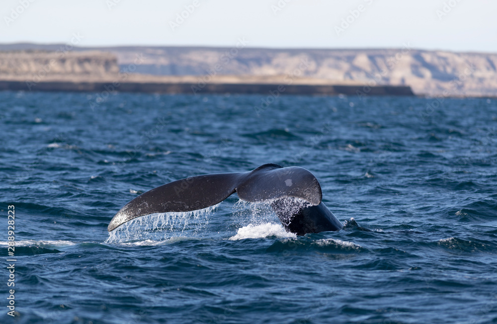 Fototapeta premium Southern Right Whale Tail in Peninsula Valdes. Puerto Madryn, Argentina.