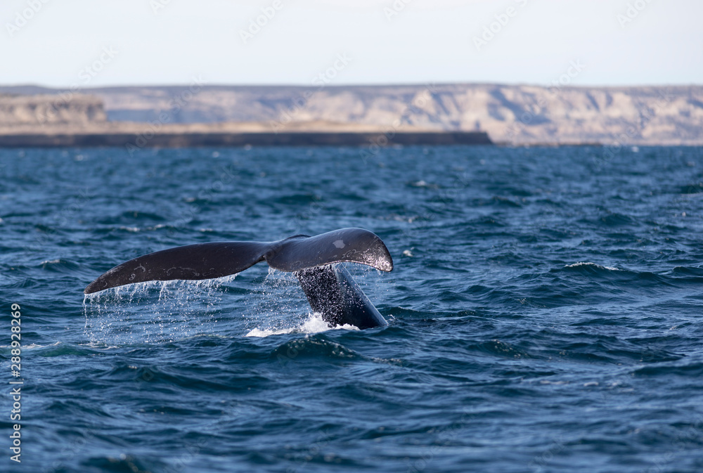Fototapeta premium Southern Right Whale Tail in Peninsula Valdes. Puerto Madryn, Argentina.