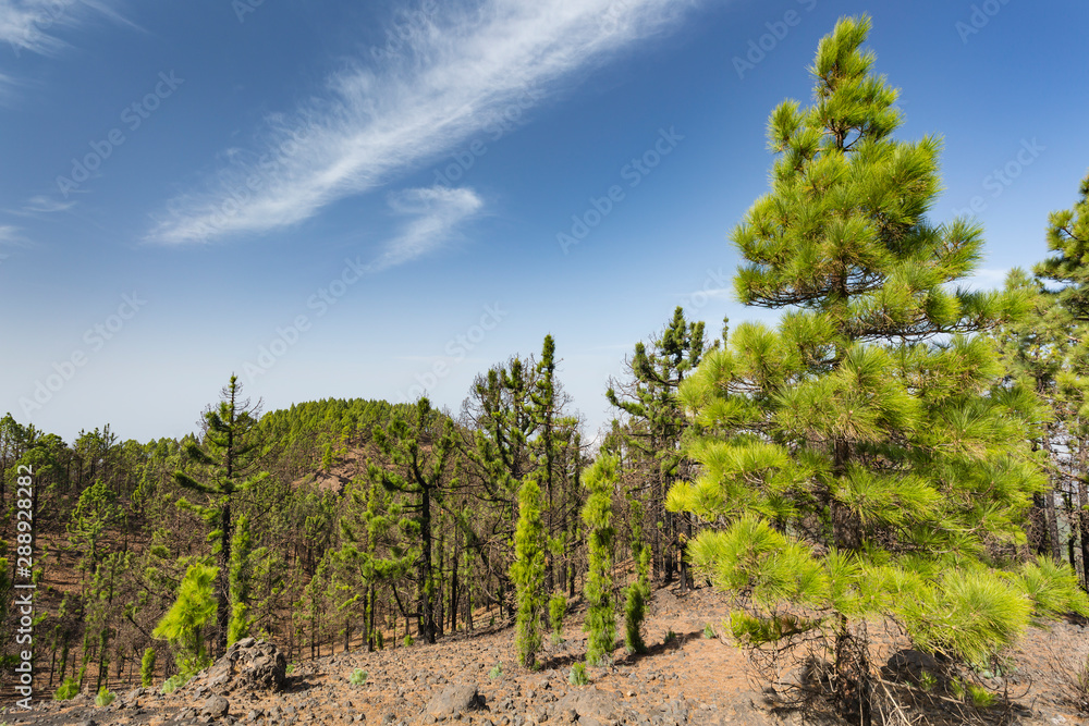 Cumbre Vieja Pine Forest Hills, La Palma, Spain Cumbre Vieja Pine Forest Hills, La Palma, Spain