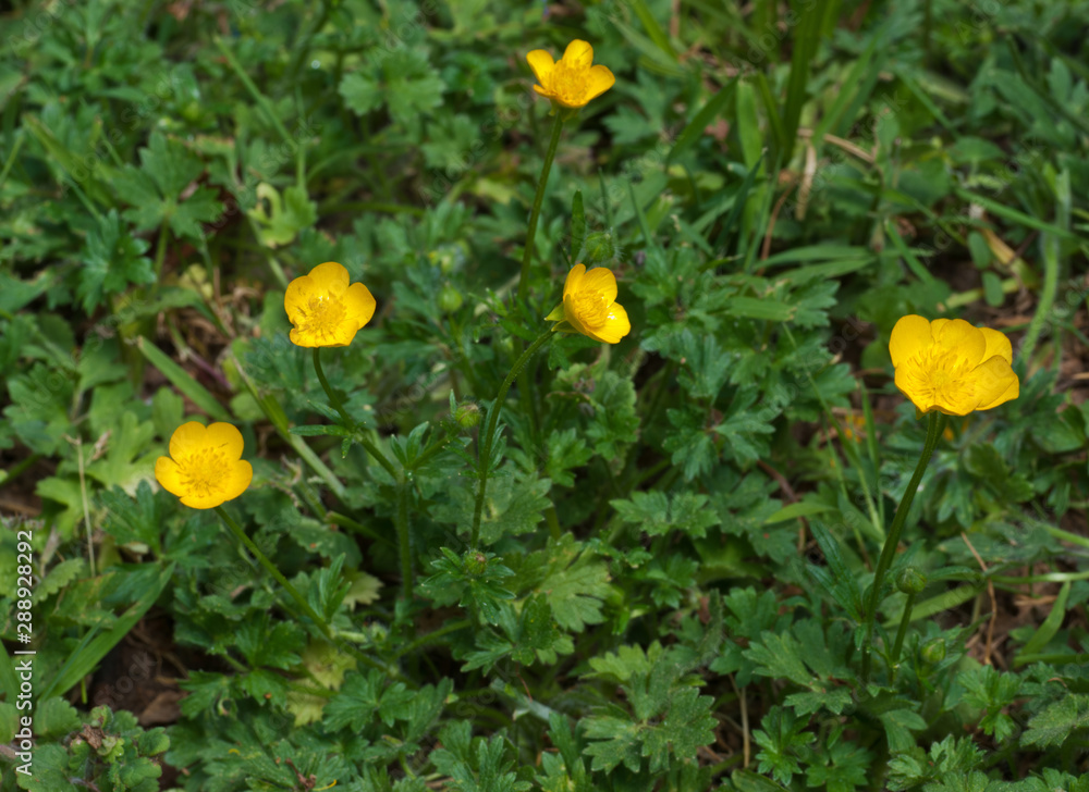 Bulbous buttercup (Ranunculus bulbosus) in central Virginia Bulbous buttercup (Ranunculus bulbosus) in central Virginia