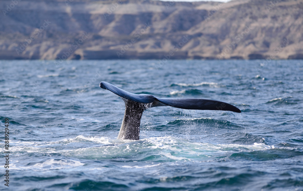 Fototapeta premium Southern Right Whale Tail in Peninsula Valdes. Puerto Madryn, Argentina.