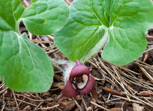 Canadian wild ginger (Asarum canadense) flower in early spring in central Virginia. photo