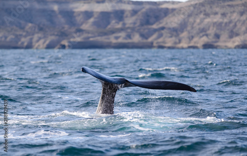 Southern Right Whale Tail in Peninsula Valdes. Puerto Madryn  Argentina.