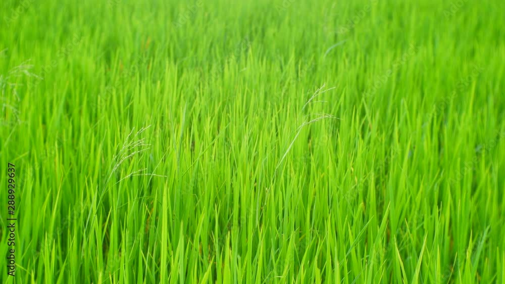 organic rice farm nature background, Asian rice farm, grass field organic rice farm nature background, Asian rice farm, grass field