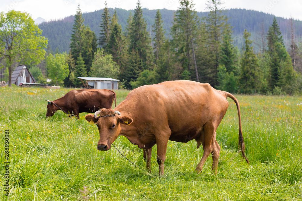 Brown cows grazing on a green pasture near mountains. Cow in meadow. Rural composition. Brown cows grazing on a green pasture near mountains. Cow in meadow. Rural composition.