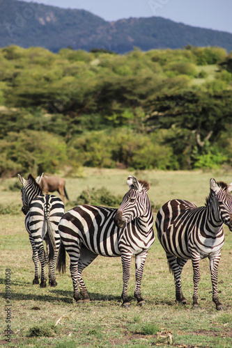 Cebras en la sabana africana