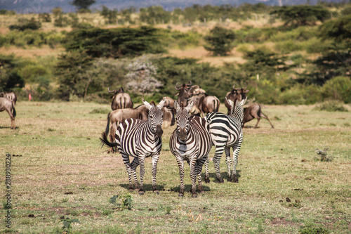 Cebras y   us en el Masai Mara