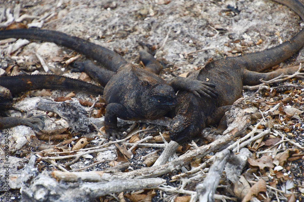 Obraz premium Galapagos Cruises - Galapagos Land Iguana Genovesa
