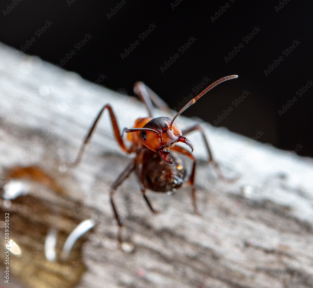 big red forest ant in natural habitat big red forest ant in natural habitat