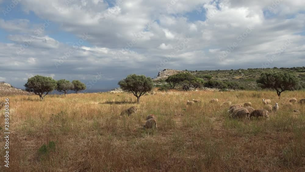 Sheeps walking and eating grass in pasture on Crete island, Greece. Family of cute mammals feeding in field above Aegean sea. Picturesque landscape with mediterranean fauna in wilderness. Sheeps walking and eating grass in pasture on Crete island, Greece. Family of cute mammals feeding in field above Aegean sea. Picturesque landscape with mediterranean fauna in wilderness.
