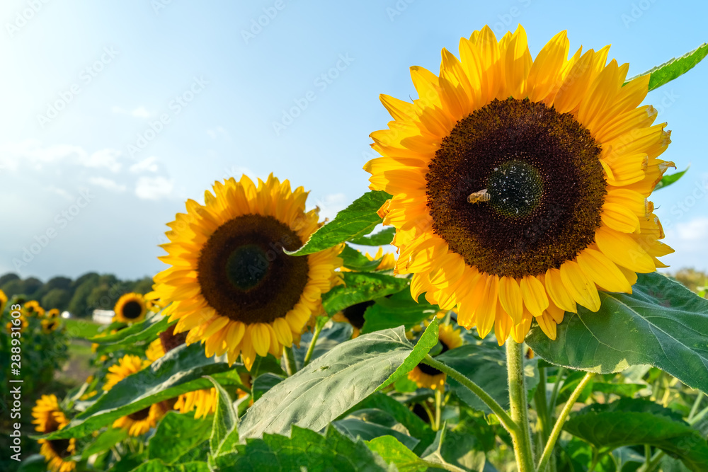 Obraz premium A field with decorative sunflower with orange flowers. Lower Saxony, Germany