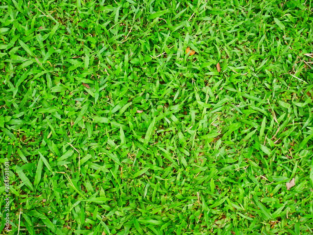 green grass background green grass background