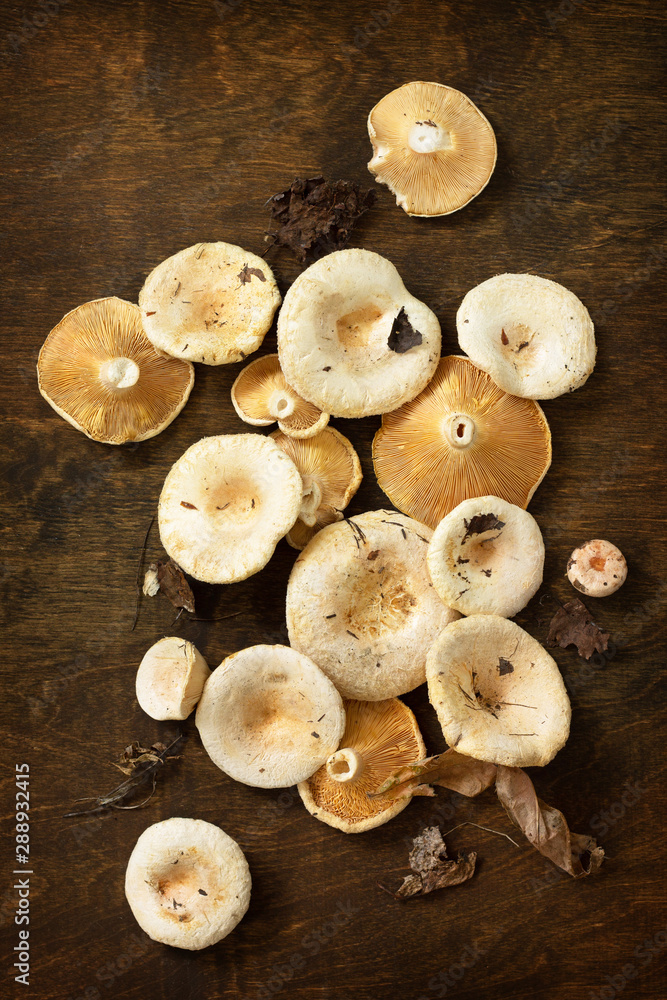 Saffron milk cap. Harvest of mushrooms on a rustic table. Top view flat lay. Saffron milk cap. Harvest of mushrooms on a rustic table. Top view flat lay.