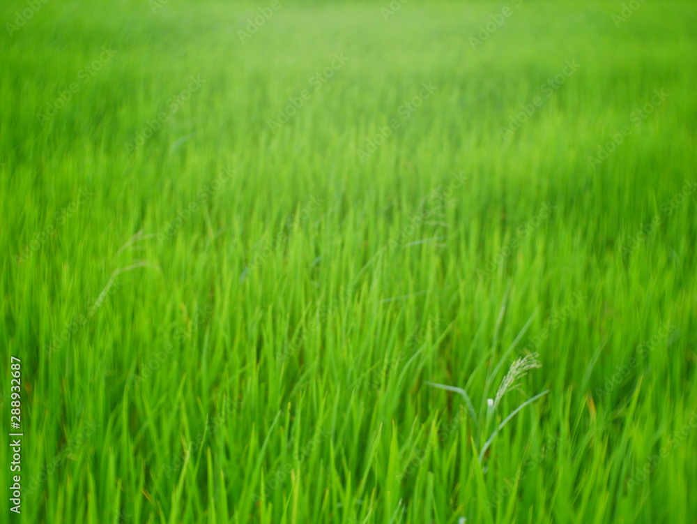 organic rice field background, green plant outdoor nature organic rice field background, green plant outdoor nature