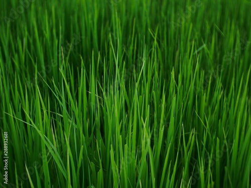 organic rice field background, green plant outdoor nature