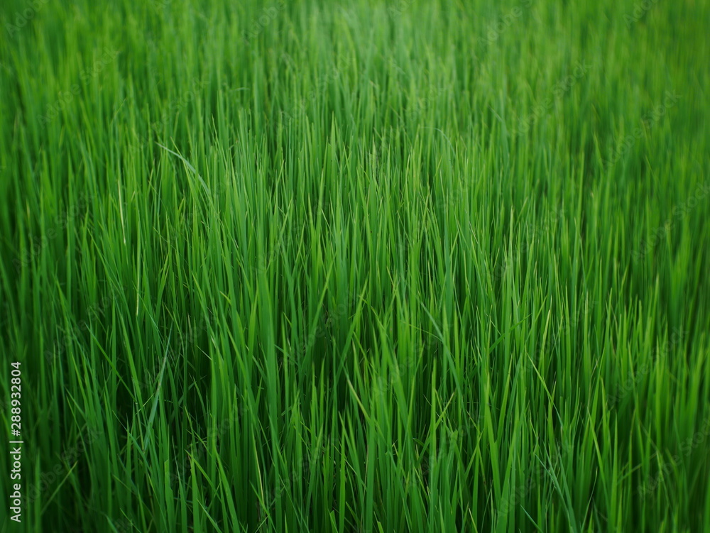 organic rice field background, green plant outdoor nature organic rice field background, green plant outdoor nature