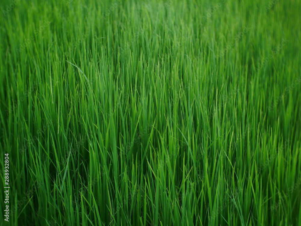 organic rice field background, green plant outdoor nature