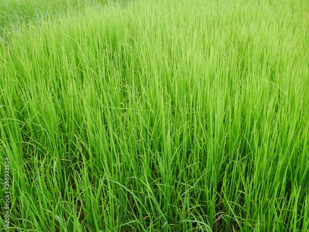 organic rice field background, green plant outdoor nature