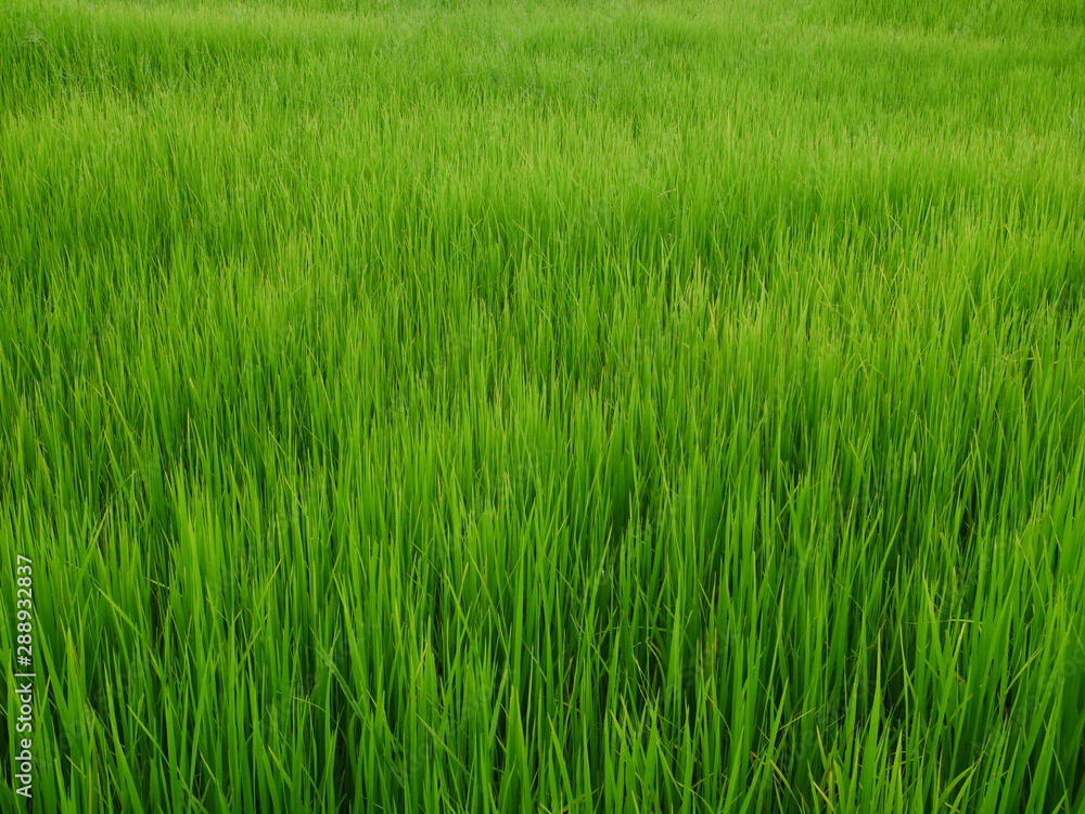 organic rice field background, green plant outdoor nature organic rice field background, green plant outdoor nature