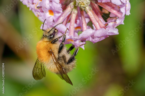 Common carder bumblebee (Bombus pascuorum).