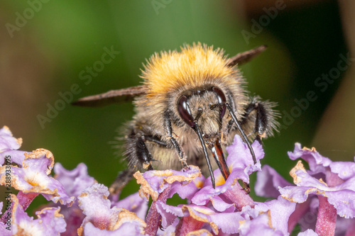 Common carder bumblebee (Bombus pascuorum)