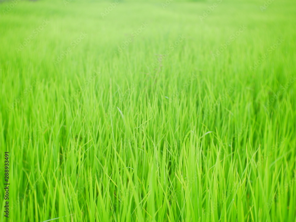 organic rice field background, green plant outdoor nature organic rice field background, green plant outdoor nature