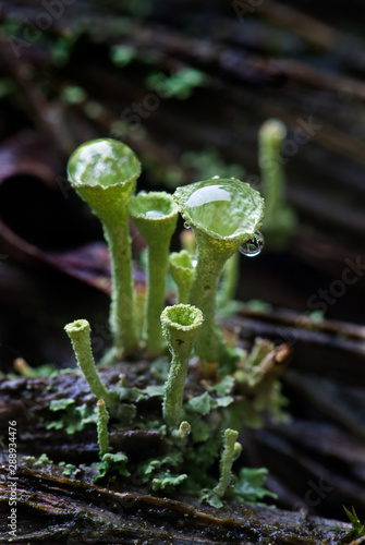 Cuplike lichen (Cladonia sp.) growing on thached roof in tropical cloud forest of Ecuador, with cups holding drops of water after a light rain.