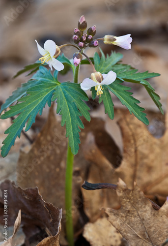 Cut-leaved toothwort (Cardamine concatemata) in early spring woodland in central Virginia. photo