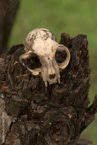 A cat scull on a tree stump © Terence A R Watts