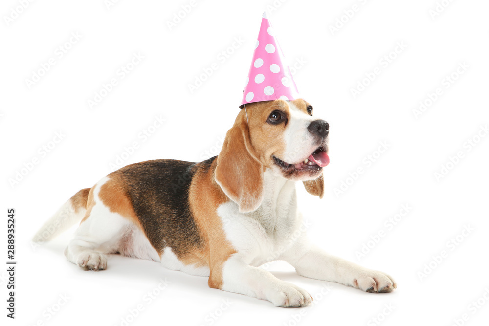 Beagle dog with birthday cap isolated on white background