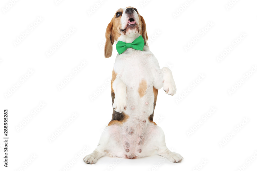 Beagle dog with green bow tie isolated on white background