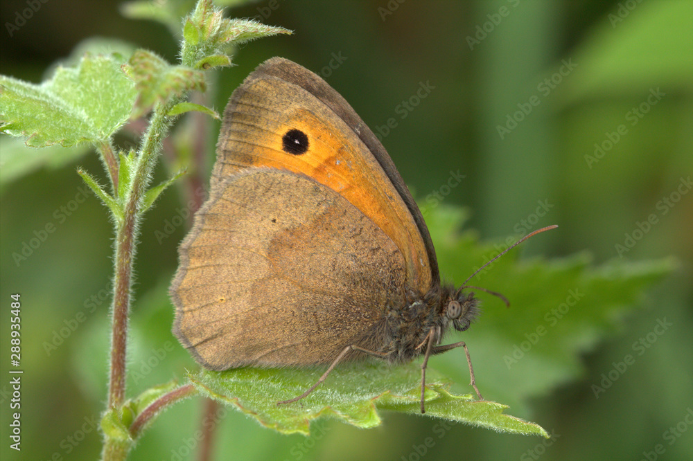 Obraz premium The Scotch Argus butterfly (Erebia aethiops) on a green foliage background.