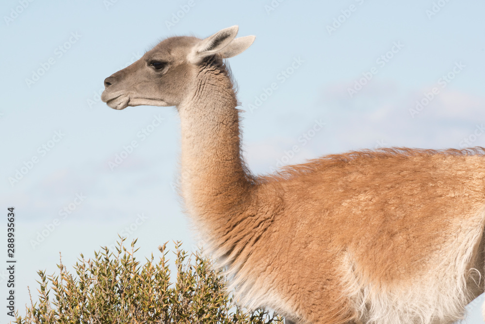 Obraz premium Guanaco al costado de la ruta en Peninsula Valdes, Puerto Madryn, Patagonia, Argentina. 