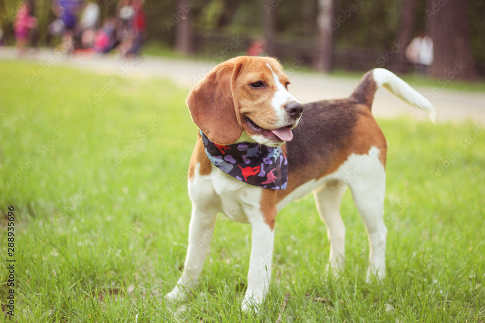 beagle, faithful loyal friend, walking in spring park beagle, faithful loyal friend, walking in spring park