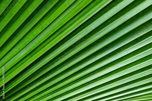 Diagonal stripes of green leaf background  Close up Sumawong   s leaf palm.