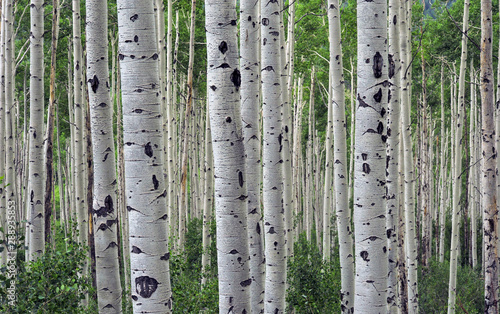 Aspen in Colorado