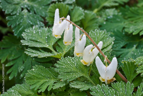 Foto Dew-covered blossoms and leaves of Dutchman's breeches (Dicentra cucullaria)