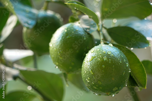 Wallpaper Mural fresh green lemons on the tree Torontodigital.ca