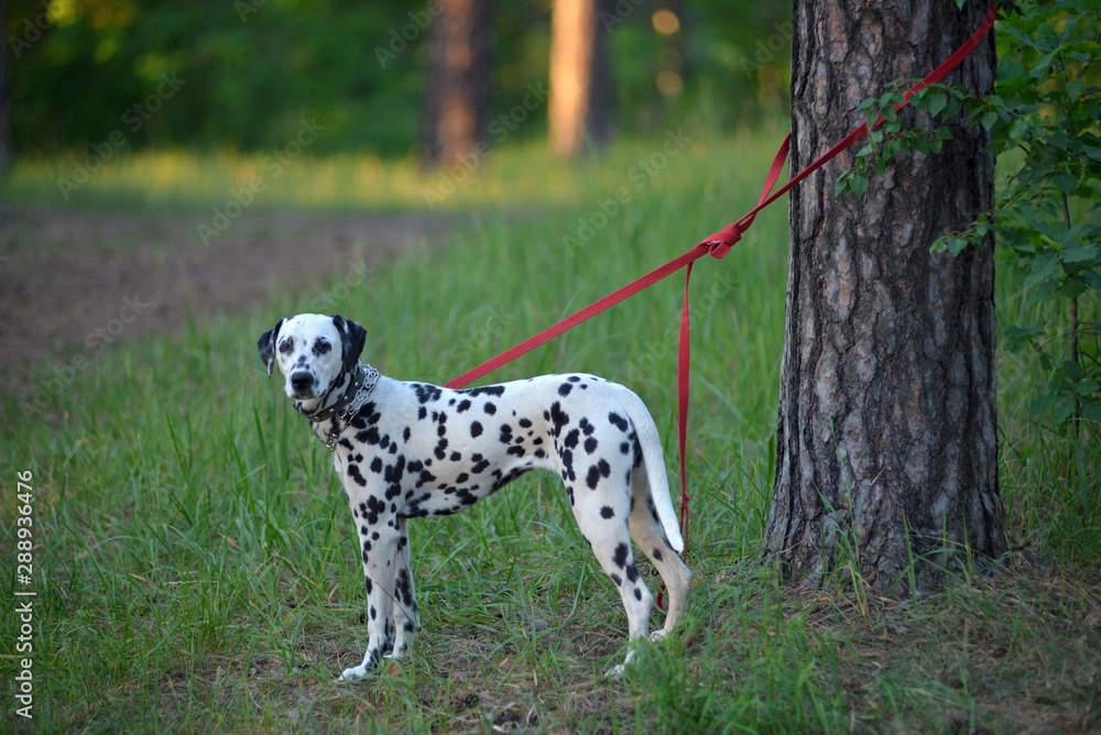 dalmatian dalmatian